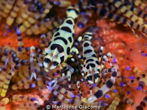 Cooleman shrimp
Lembeh strait
Nikon d800E , 105 macro n... by Marchione Giacomo 